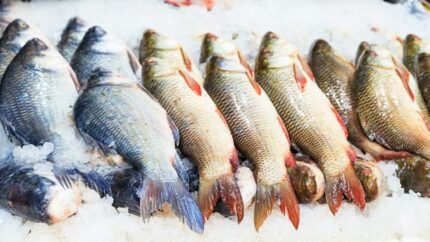 Pesce fresco esposto sul ghiaccio in pescheria